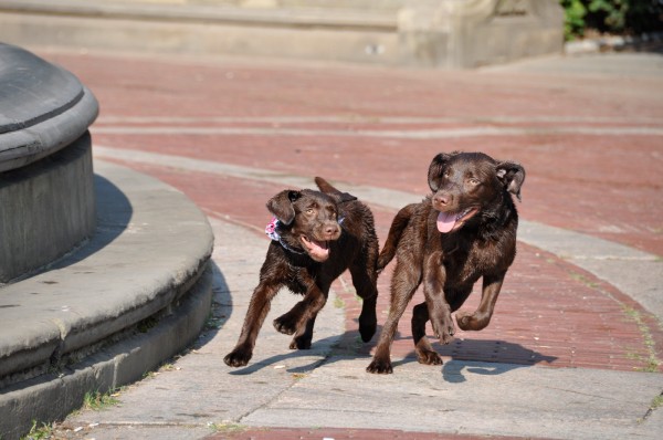 Two Chocolate Labs